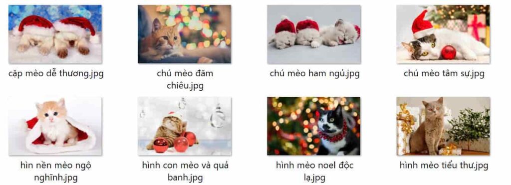 hình nền mèo máy tính